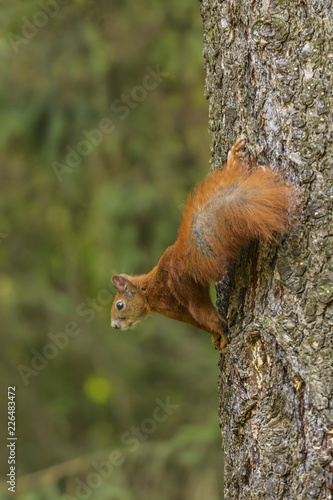 A Cute Squirrel is Looking for the Foods in Lazienki Park © patrick