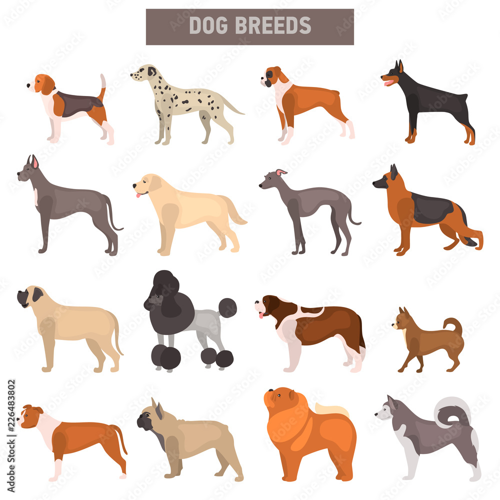 Different dog breeds color vector icons set. Flat design