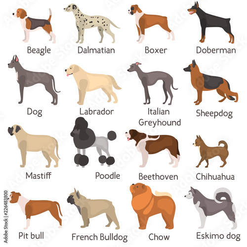 Different dog breeds color vector icons set. Flat design