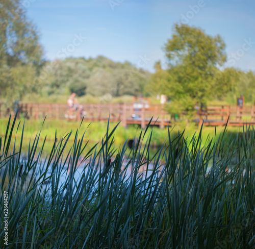 Thickets of high reed grass on the swamp