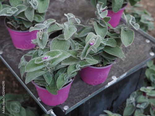 Tradescantia sillamontana plants. photo