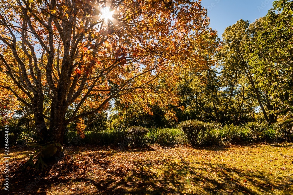 Fototapeta premium Autumn Tones