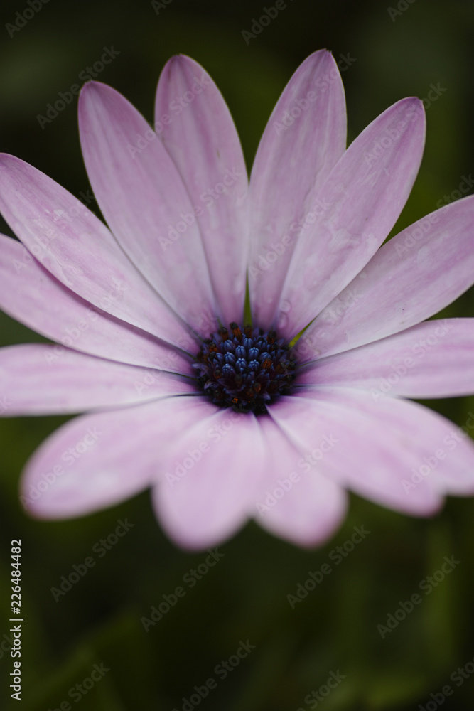 pink flower pink flower