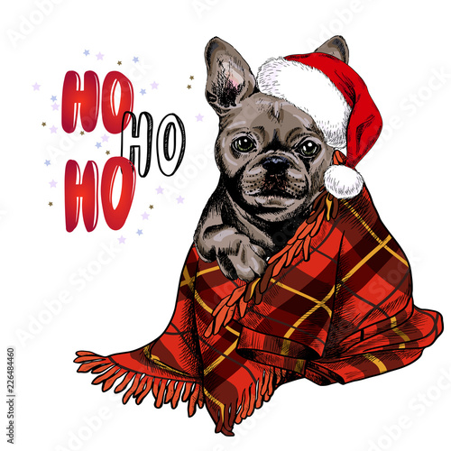 Hand drawn portrait of french bulldog dog wearing santa hat and plaid blanket. Vector Christmas poster. Xmas greeting card. Winter seasonal celebration. Colored new year pet portrait.