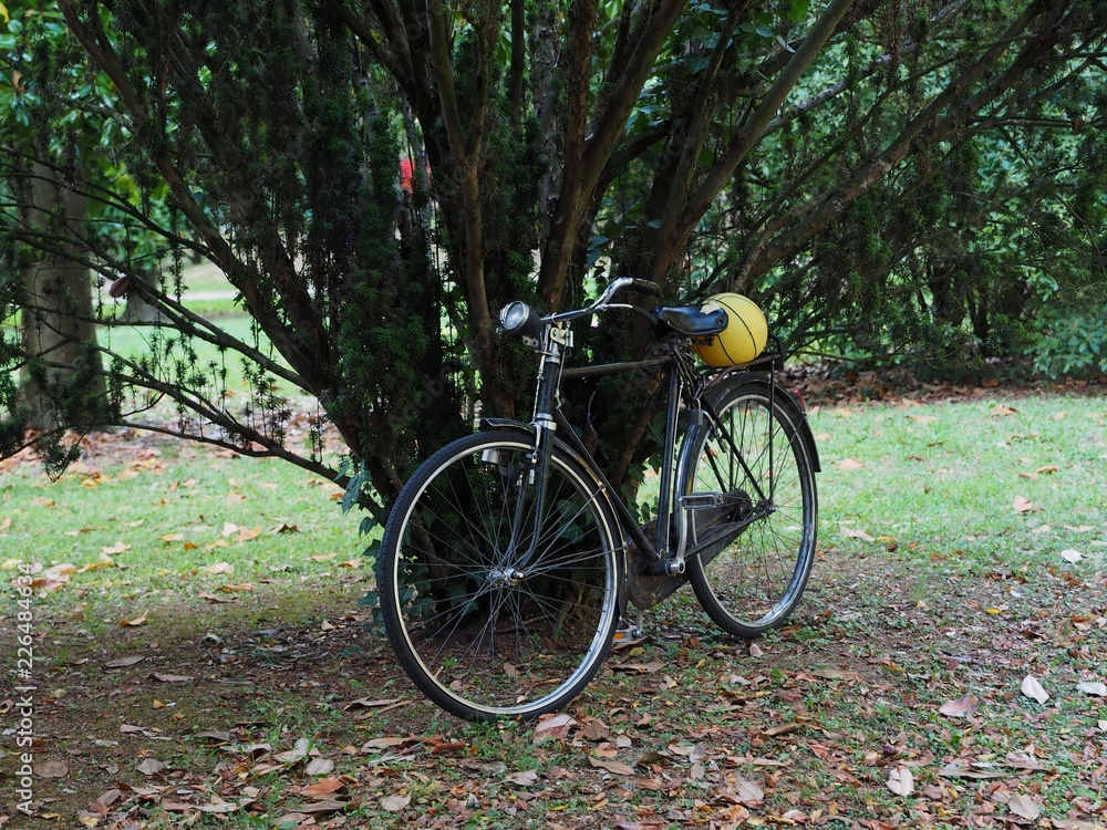 Bicycle in the park.