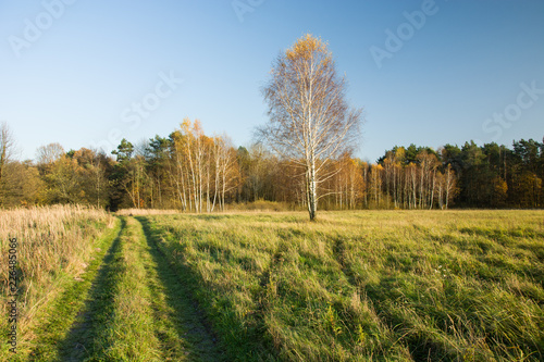 Fototapeta Naklejka Na Ścianę i Meble -  Road through the green meadow to the autumn forest