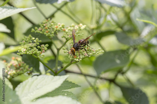 ヤブガラシの蜜を舐めるヒメスズメバチ © Hiroshi_K