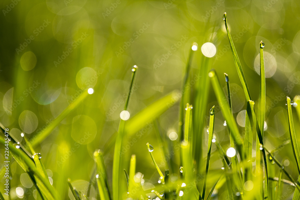 Fototapeta premium Morning grass in sunlight