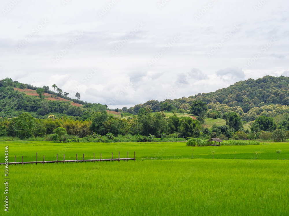 Obraz premium Rice fields, mountains on blue sky and cloudy background.