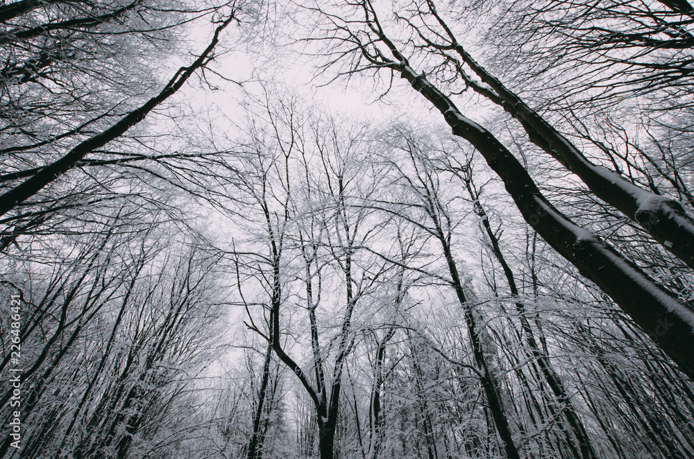 winter forest with frozen trees, view toward sky winter forest with frozen trees, view toward sky