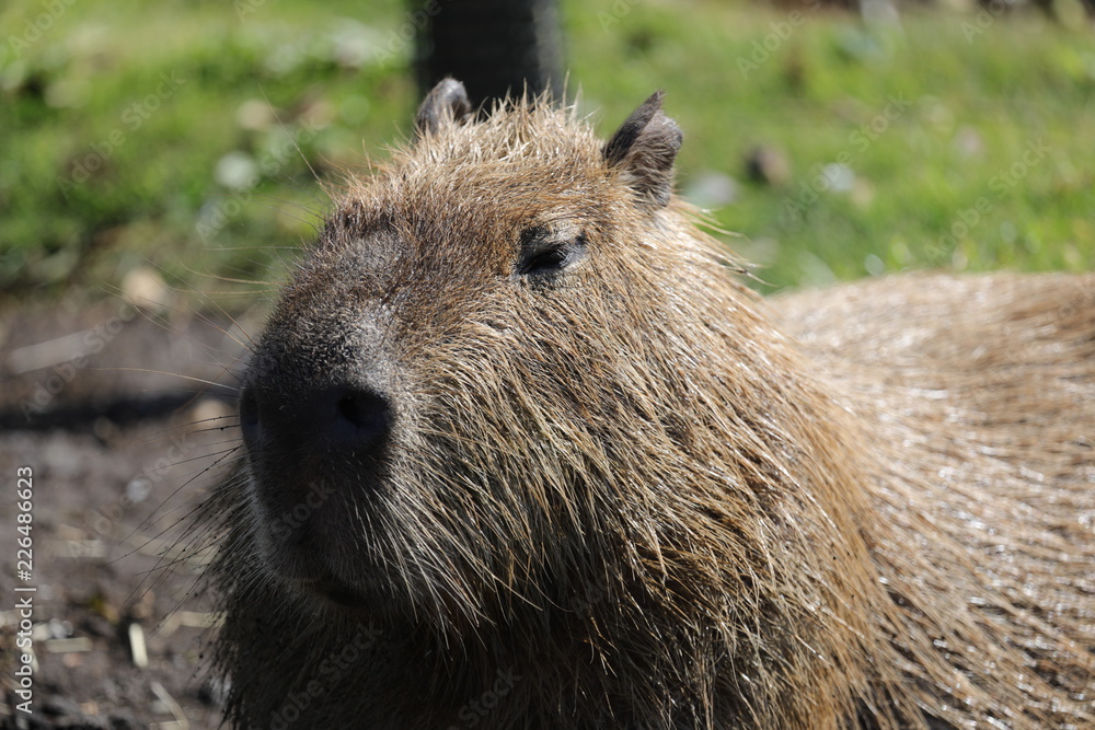 Capybara