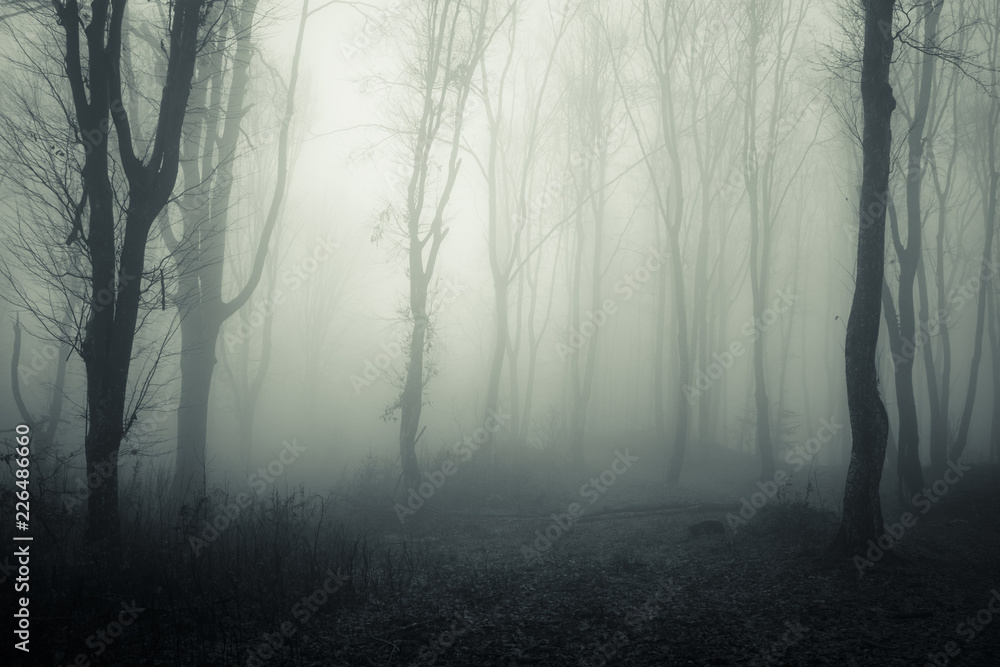 Obraz premium dark mysterious forest with trees in fog