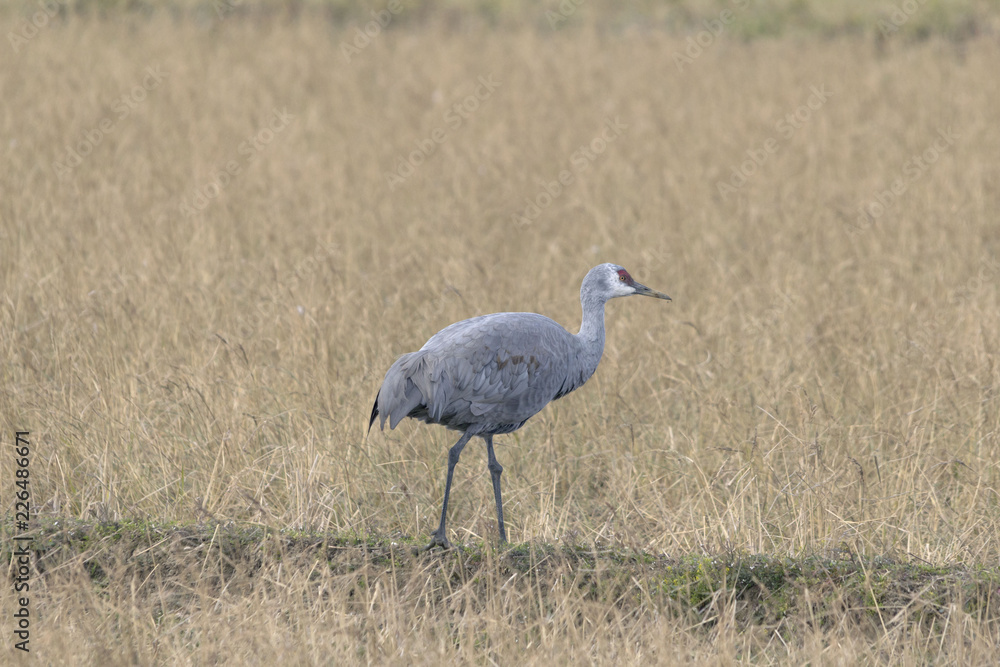 Naklejka premium カナダヅル幼鳥