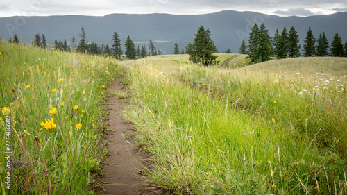 A trail leading through green grasslands in early summer after a long tme of rain. At Junction Sheep Range Provincial Park, BC, Canada.