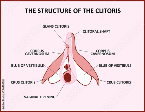 The structure of the clitoris, a medical poster female anatomy vagina photo