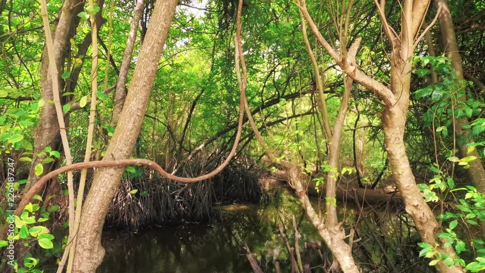 mangroves and tropical vegetation, panorama mangroves and tropical vegetation, panorama
