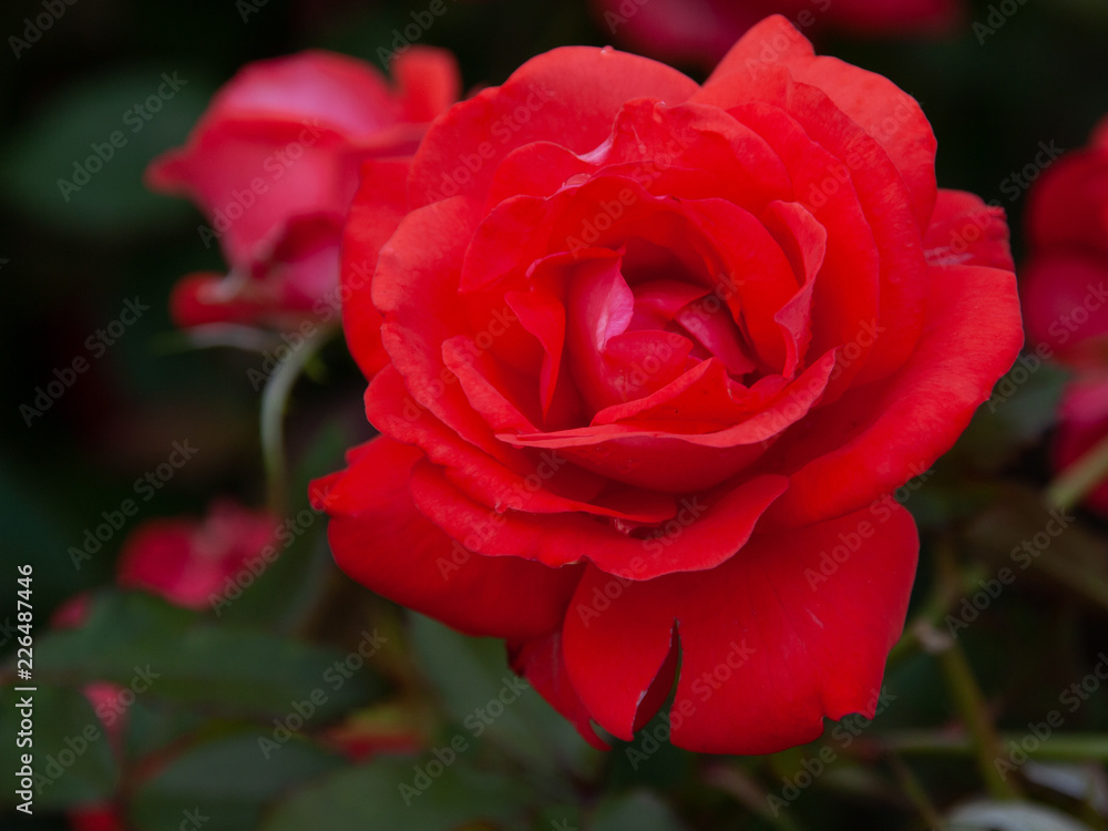 赤い薔薇 赤い薔薇