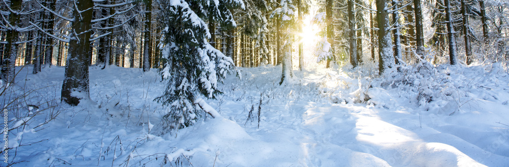 Sunset in winter forest. Winter fir trees in german forest . Sunset in winter forest. Winter fir trees in german forest .