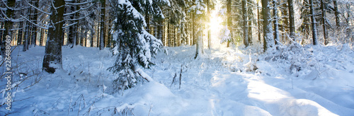 Sunset in winter forest. Winter fir trees in german forest . © Swetlana Wall