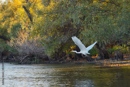 Great egret on Danube delta photo