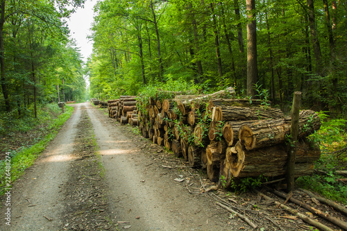 Logs of wood by a forest road © darekb22