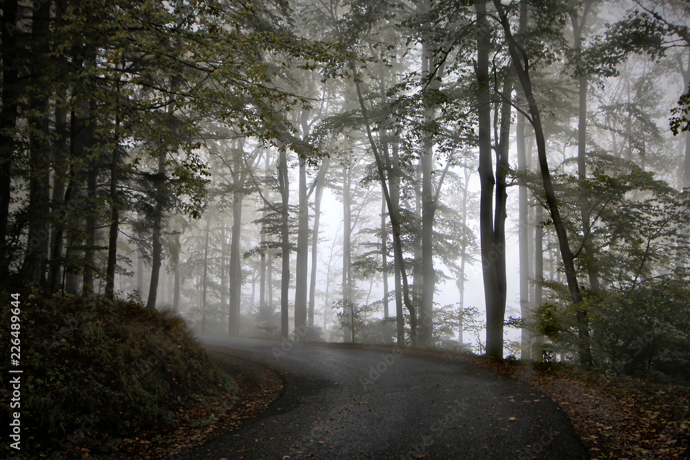 Fototapeta premium Autumn Bend