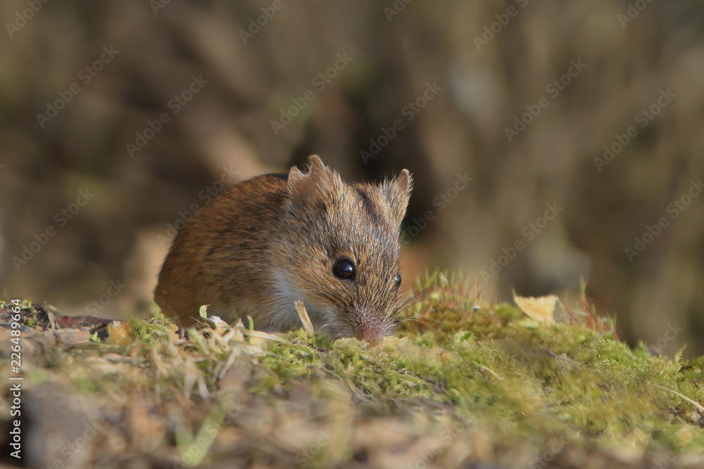 Single Striped field mouse on a ground during a spring period. Apodemus agrarius. Wildlife scene from nature Single Striped field mouse on a ground during a spring period. Apodemus agrarius. Wildlife scene from nature