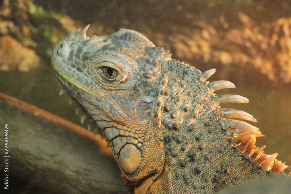 Fototapeta premium Lizard green