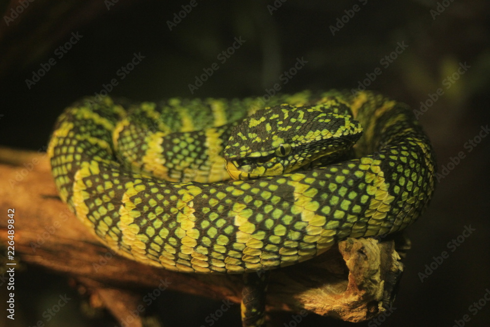 Obraz premium Green snake