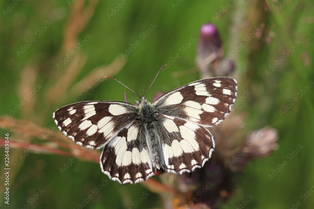 Butterfly Marbled white sitting on the blade with . A butterfly with an unmistakable design forming a black cross-linkage on a white, checkered, black and white background. Melanargia galathea Butterfly Marbled white sitting on the blade with . A butterfly with an unmistakable design forming a black cross-linkage on a white, checkered, black and white background. Melanargia galathea