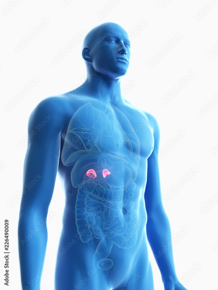 3d rendered medically accurate illustration of a mans adrenal glands 3d rendered medically accurate illustration of a mans adrenal glands