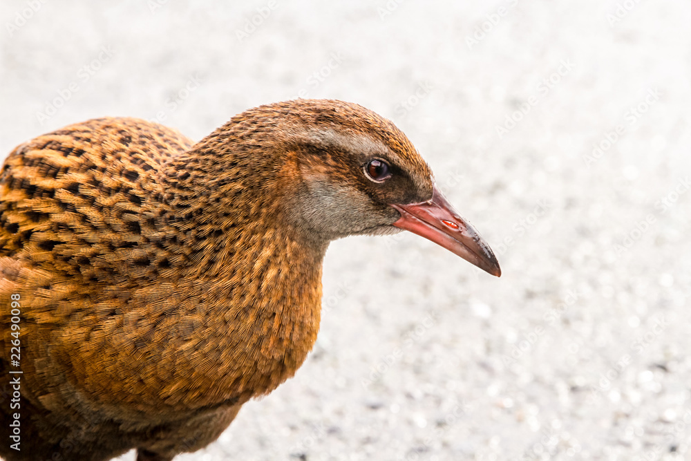 Obraz premium Weka