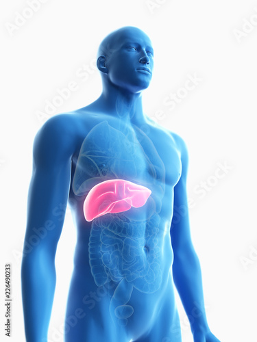 3d rendered medically accurate illustration of a mans liver