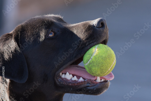 cane con pallina da tennis in bocca