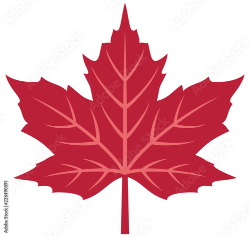 Red maple leaf vector illustration
