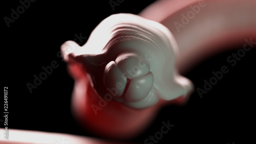 3d rendered medically accurate illustration of a roundworm photo