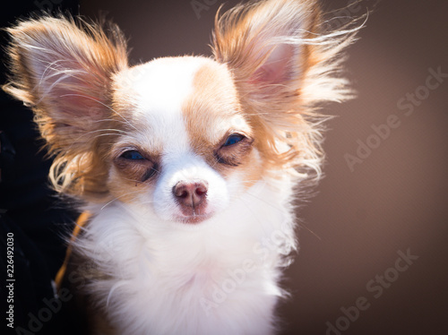 chiuahua Dog photo