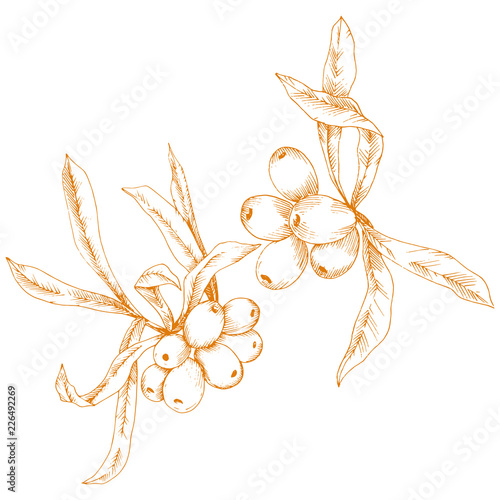 Orange hippophae plant. Vector icon on white background. Vector flower for background, texture, wrapper pattern, frame or border.