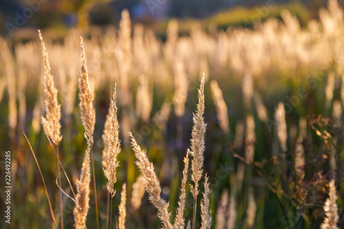 Fluffy autumn spikelets of grass on the background of the sunset