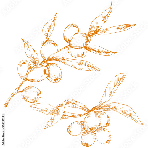 Orange hippophae plant. Vector icon on white background. Vector flower for background, texture, wrapper pattern, frame or border.