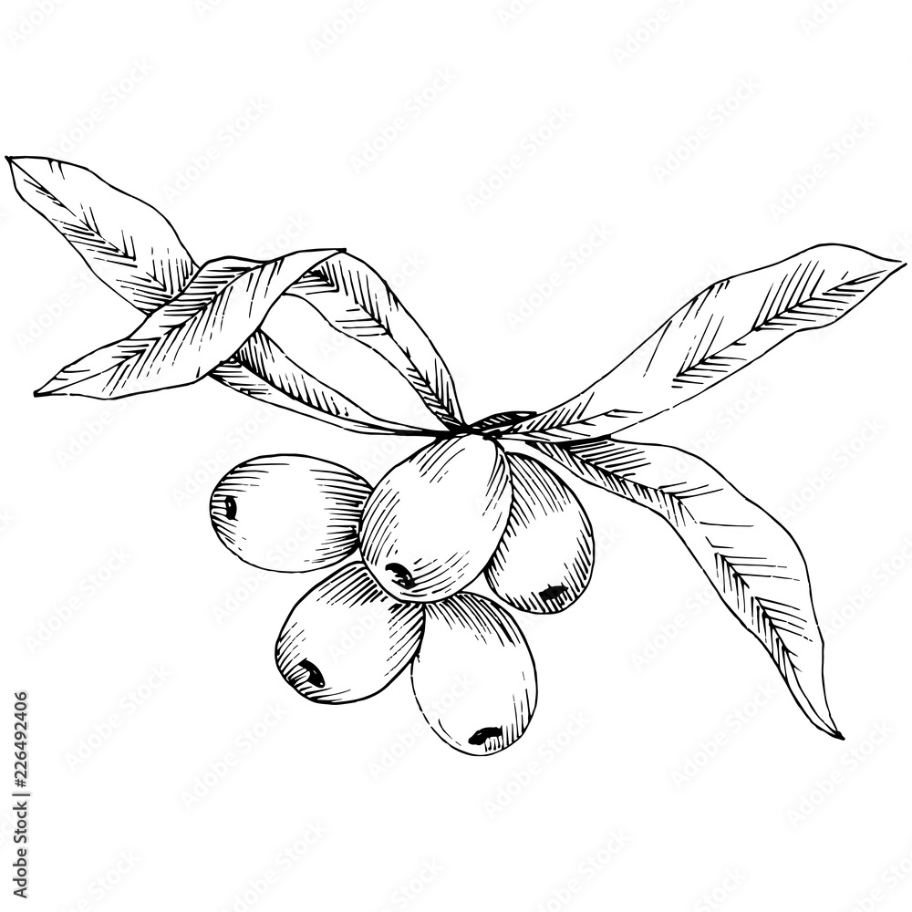 Obraz premium Hippophae plant vector icon on white background. Vector flower for background, texture, wrapper pattern, frame or border.