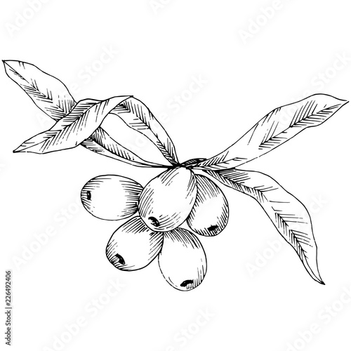 Hippophae plant vector icon on white background. Vector flower for background, texture, wrapper pattern, frame or border.