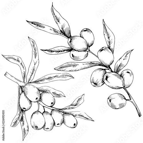 Hippophae plant vector icon on white background. Vector flower for background, texture, wrapper pattern, frame or border.