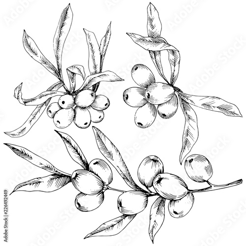 Hippophae plant vector icon on white background. Vector flower for background, texture, wrapper pattern, frame or border.