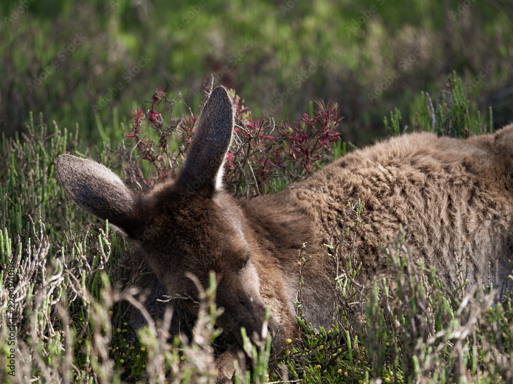 Fototapeta premium Australian Kangaroo Relaxing