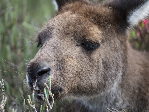 Australian Kangaroo Relaxing