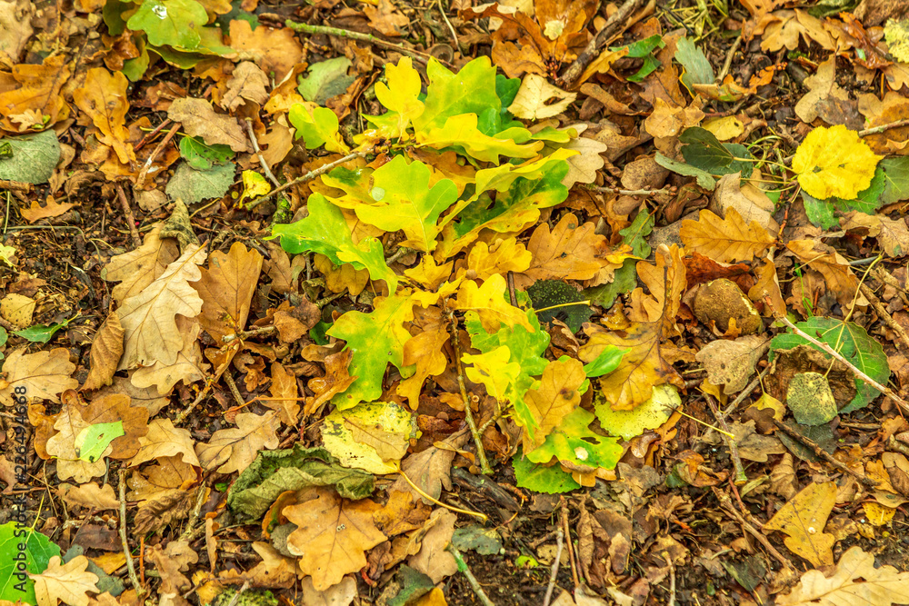 Fallna höstlöv från ek