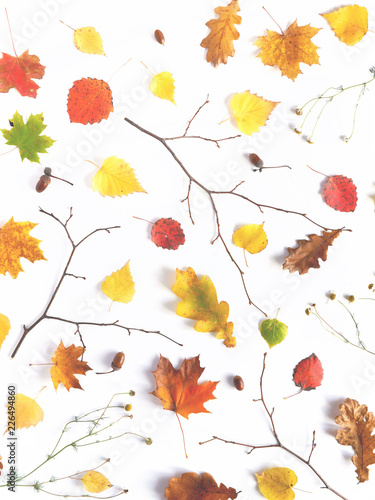 Autumn background. Creative flat layout of red autumn leaves  twigs  top view.