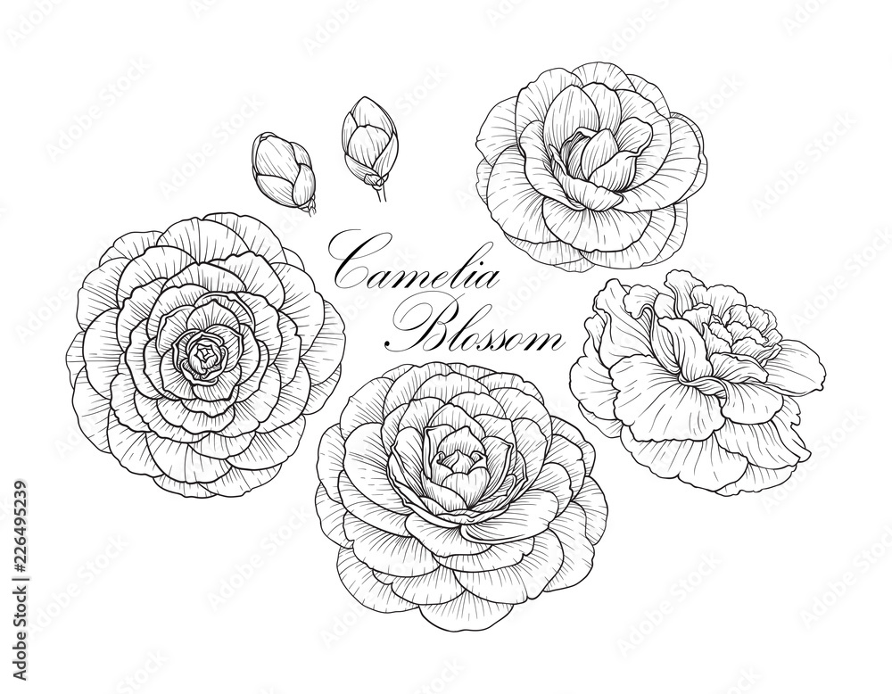 Camelia blossom set2 Camelia blossom set2