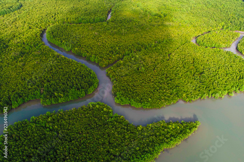 Green mangrove ecology rainforest jungle of nature landscape